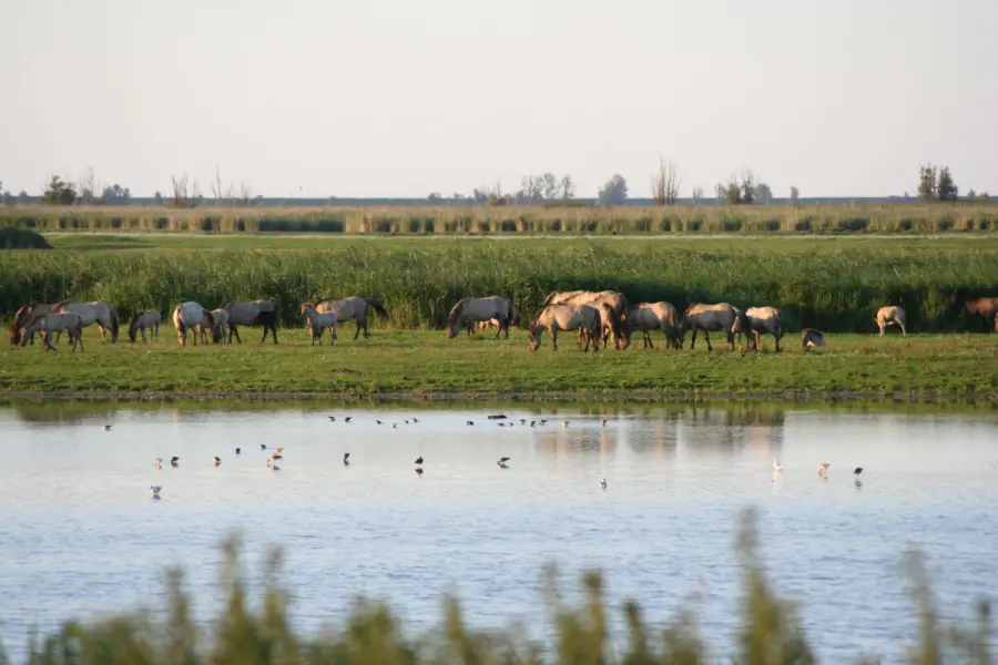 Surroundings Naturist Camping Flevo Natuur Netherlands 15